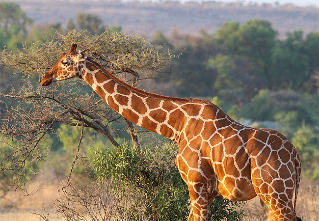 ashnil-samburu-camp-is-located-in-buffalo-spring-home-to-reticulated-giraffe-grevy-zebra-somali-ostrich-beisa-oryx-and-the-gerenuk-and-over-400-birds Ashnil Samburu Camp Kenya Safaris