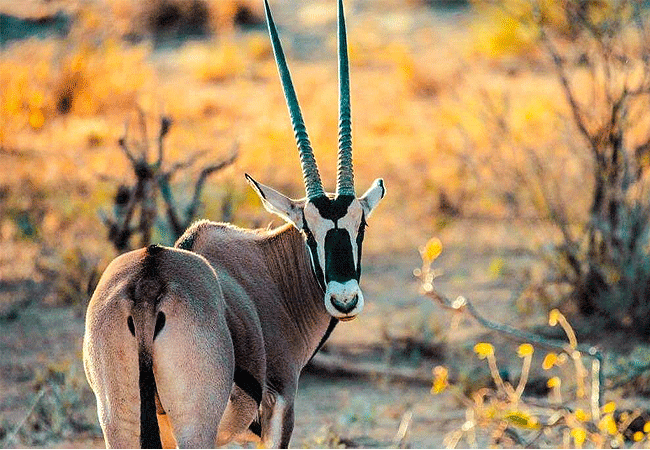 ashnil-samburu-camp-located-in-buffalo-springs-national-reserve-on-the-banks-of-the-ewaso-nyiro-river-you-will- find-all-kinds-of-animals Ashnil Samburu Camp Kenya Safaris