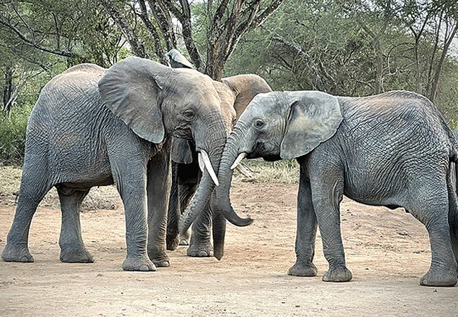 2-day/1-night safari to Chyulu Hills National Park