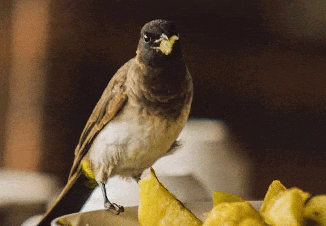 common-bulbul Loyk Mara Camp