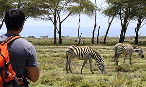  6 Days 5 Nights Kenya Safari Lake Nakuru, Lake Naivasha & Masai Mara (Driving) From Nairobi