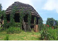 Cuckooland Lodge – Bwindi Impenetrable National Park