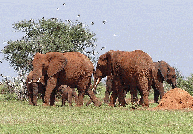 doa-doa-safari-camp-tsavp-east-national-park-elephants Doa Doa Safari Camp Tsavo East National Park
