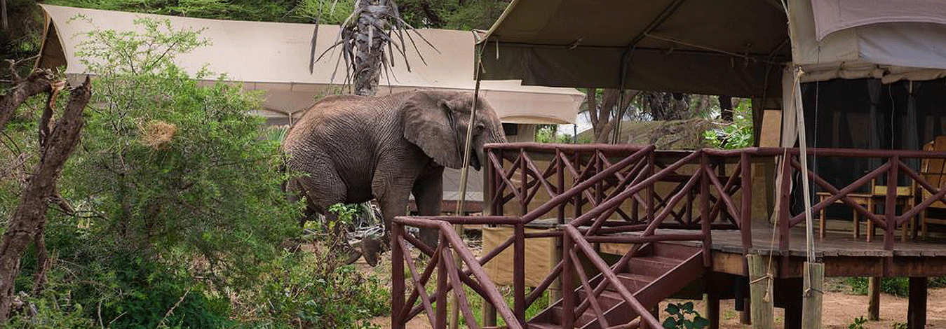 Elephant Bedroom Camp Samburu Samburu Luxury Accommodation   Elephant Bedroom Camp 4 