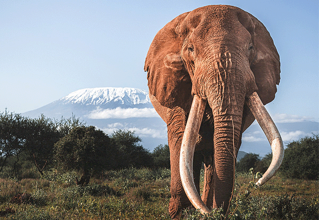 elephant-gorge-camp-amboseli-national-park-bull-elephant Elephant Gorge Camp Amboseli