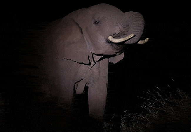 elephant-gorge-camp-amboseli-national-park- night-game-drive Elephant Gorge Camp Amboseli