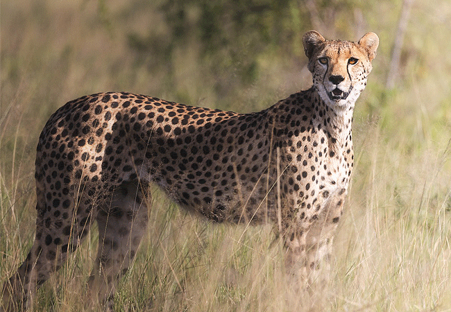 elephant-gorge-camp-amboseli-national-park-offers-excellent-opportunities-to-see-cheetahs-along-with-other-wildlife-like-elephants-buffalo-and-over-400-bird-species Elephant Gorge Camp Amboseli