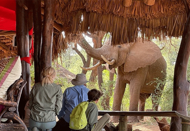 elephant-watch-camp-connects-back-to-nature-each-tent-is-uniquely- designed-to-fit-under-its-own-tree Elephant Watch Camp Samburu