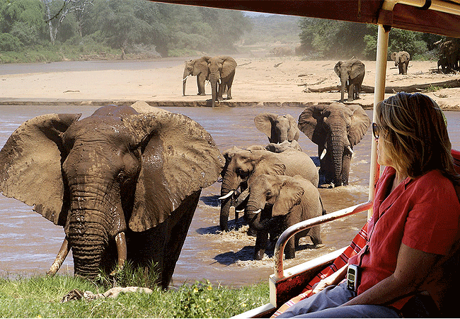 elephant-watch-camp-game-drives Elephant Watch Camp