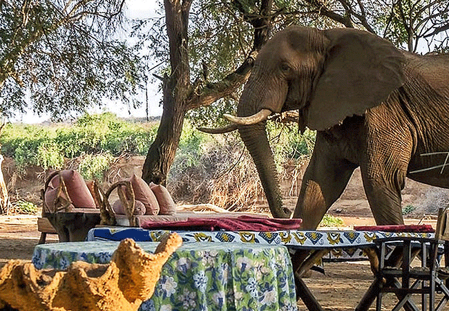elephant-watch-camp-is-an-excellent-eco-bush-camp-in-the-heart-of-the-samburu-national-reserve-with-six-spacious-thatch-roof-tents-all-with-en-suite-facilities Elephant Watch Camp Samburu National Reserve Kenya