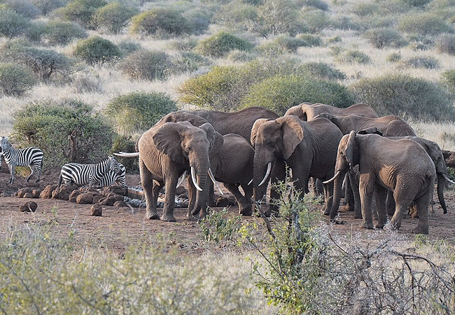 elerai-camp-amboseli-Just-sit-lounge-dine- swim-&-watch-the-goings-on-at-the-waterhole Elerai Camp Amboseli National Park Kenya Safari