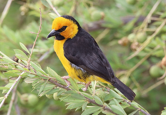 elerai-camp-amboseli-black-necked-weaver-bird Elerai Camp Amboseli National Park Kenya Safari