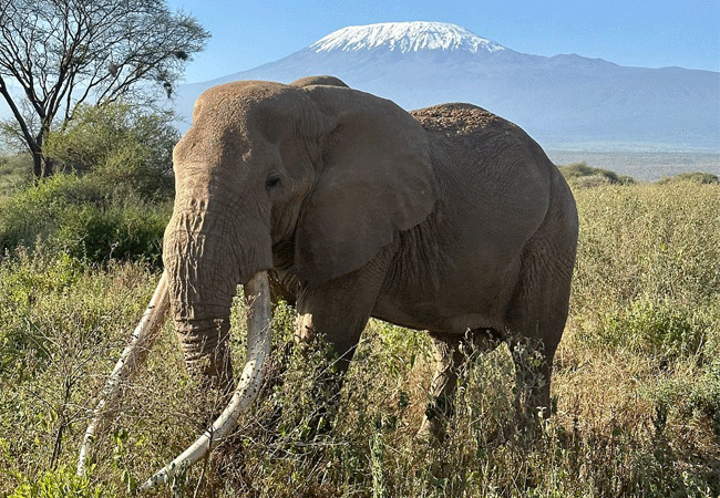 elerai-camp-amboseli-offers-great-view-of-amboseli-elephants Elerai Camp Amboseli National Park Kenya Safari