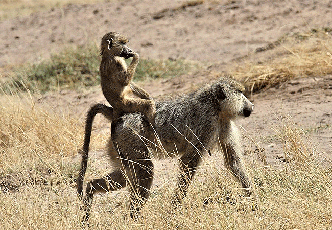 elerai-camp-amboseli-yellow-baboon Elerai Camp Amboseli National Park Kenya Safari