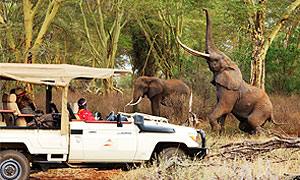 7 Days 6 Nights Kenya Fly-in Safari to Tsavo West, Laikipia & Masai Mara Holiday From Nairobi