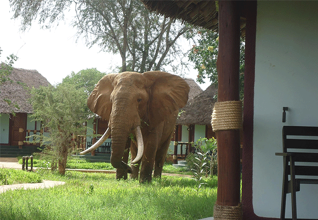 Galana Crocodile Camp Tsavo East National Park