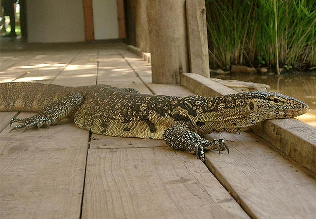 Galana Crocodile Camp Tsavo East National Park