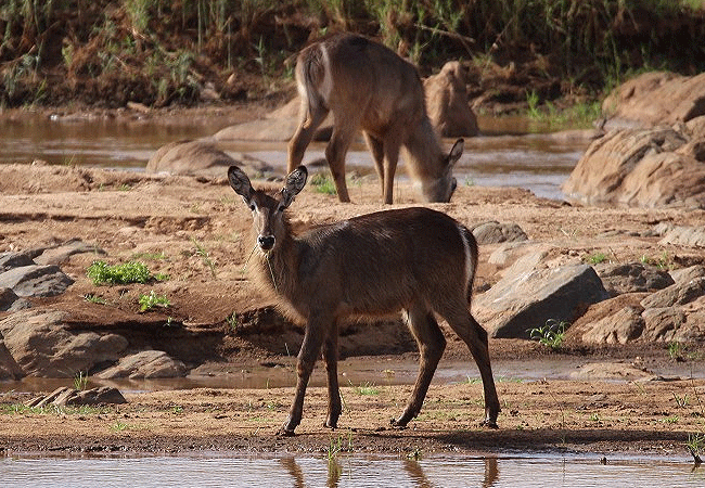 galdessa-camp-tsavo-east-national-park-common-waterbuck Galdessa Camp Tsavo East National Park