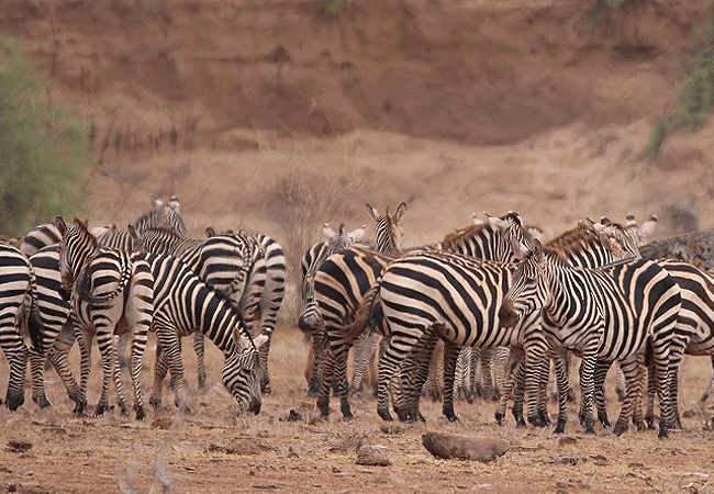 galdessa-camp-tsavo-east-national-park-common-zebras Galdessa Camp Tsavo East National Park