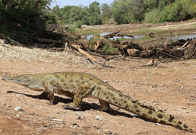 galdessa-camp-tsavo-east-national-park-crocodile-on-the-banks-of-the-river Galdessa Camp Tsavo East National Park