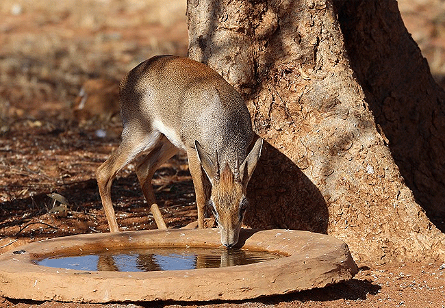 galdessa-camp-tsavo-east-national-park-dikdiks-antelope Galdessa Camp Tsavo East National Park