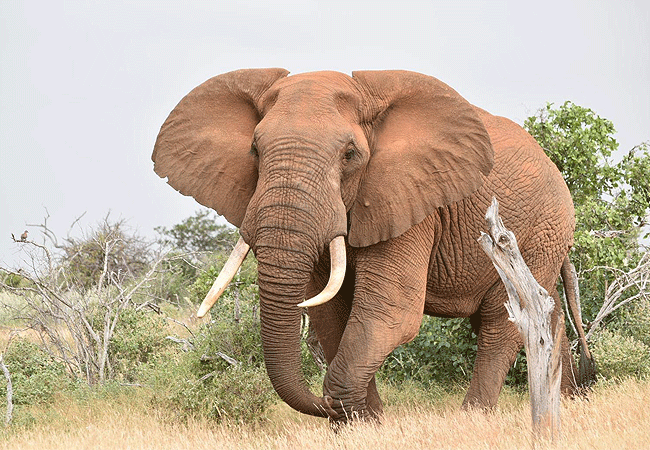 galdessa-camp-tsavo-east-national-park-elephant Galdessa Camp Tsavo East National Park