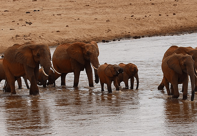 galdessa-camp-tsavo-east-national-park-elphants-crossing-the-river Galdessa Camp Tsavo East National Park
