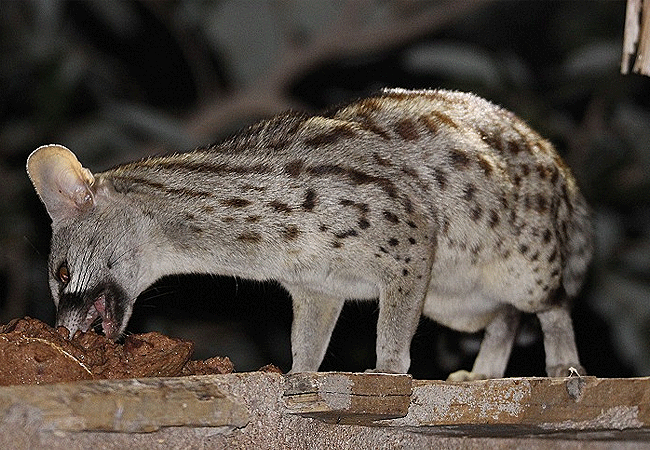 galdessa-camp-tsavo-east-national-park-genet-cat Galdessa Camp Tsavo East National Park