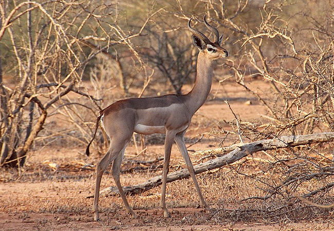 galdessa-camp-tsavo-east-national-park-giraffe-gazelle Galdessa Camp Tsavo East National Park
