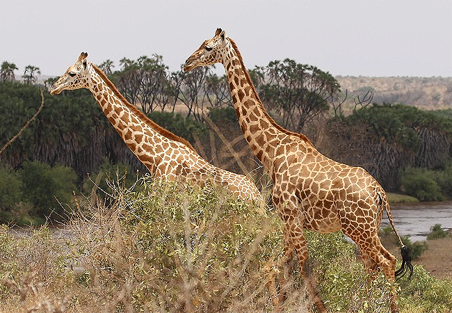 galdessa-camp-tsavo-east-national-park-giraffes Galdessa Camp Tsavo East National Park