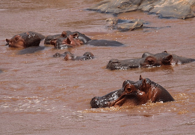 galdessa-camp-tsavo-east-national-park-hippo-group-in-shallow-water Galdessa Camp Tsavo East National Park