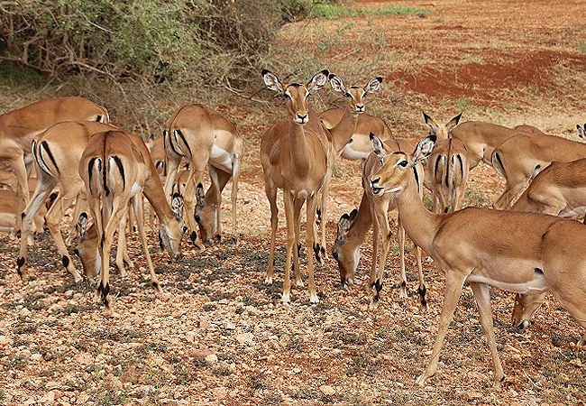 galdessa-camp-tsavo-east-national-park-impala-antelopes Galdessa Camp Tsavo East National Park