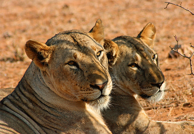 galdessa-camp-tsavo-east-national-park-in-kenya-is-home-to-a-healthy-population-of-lions- including-lionesses-and-provides-a-great-opportunity-for-visitors-to-witness-these-majestic-predators Galdessa Camp Tsavo East National Park