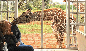  8 Days 7 Nights Kenya Fly-in Safari Starts with the Giraffe Manor then to Solio Ranch in Laikipia & Masai Mara 