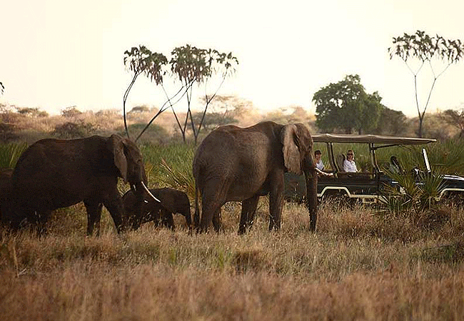 Joys Camp Samburu Shaba National Reserve