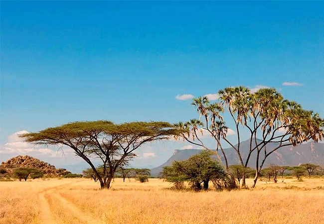Joys Camp Samburu Shaba National Reserve