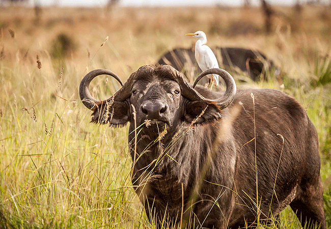 Joys Camp Samburu Shaba National Reserve
