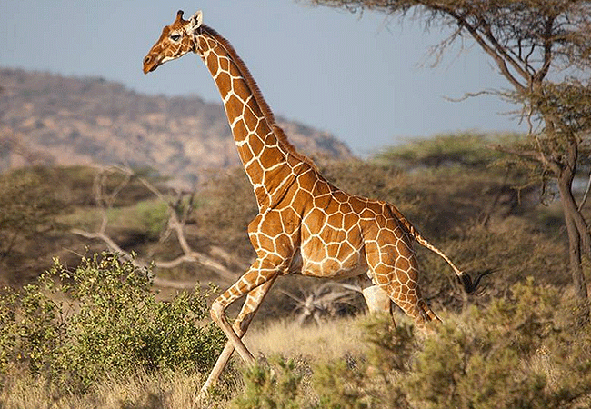 Joys Camp Samburu Shaba National Reserve