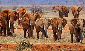 11 Days 10 Nights Kenya Safari – Masai Mara, Lake Nakuru, Samburu, Aberdare, Amboseli & Tsavo West (Driving) From Nairobi