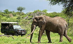  8 Days 7 Nights Kenya Road Safari – Sweetwaters/ Ol Pejeta Conservancy, Samburu, Aberdares, Lake Nakuru & Masai Mara (Driving) From Nairobi