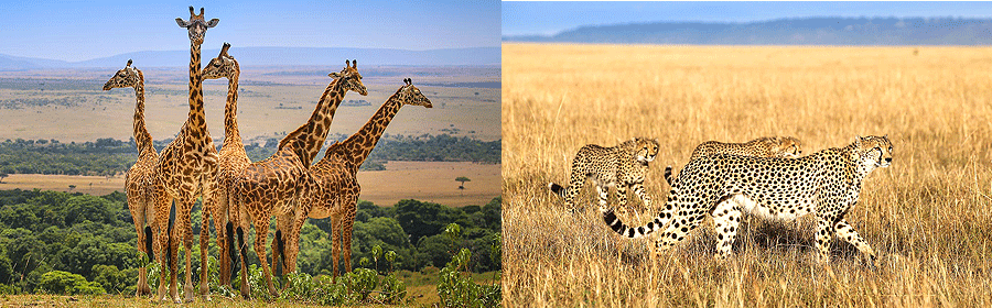 9 Days 8 Nights Kenya Safari Holiday Tours