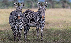 Kenya Wildlife Conservancies 