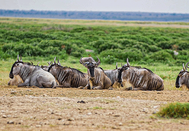 Kibo Villa Amboseli