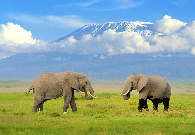 Kibo Villa Amboseli