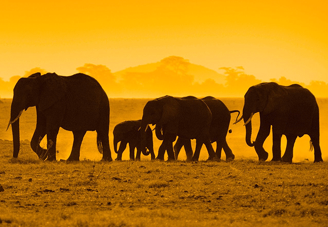 Kibo Villa Amboseli