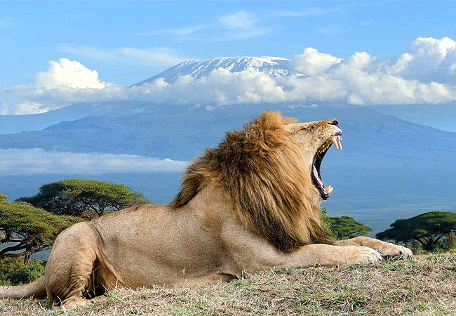 Kibo Villa Amboseli