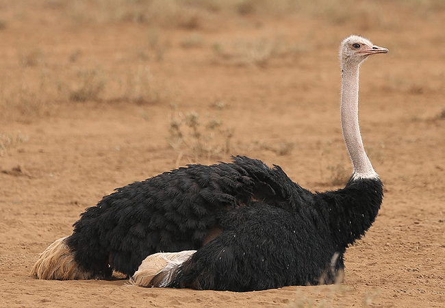 Kibo Villa Amboseli