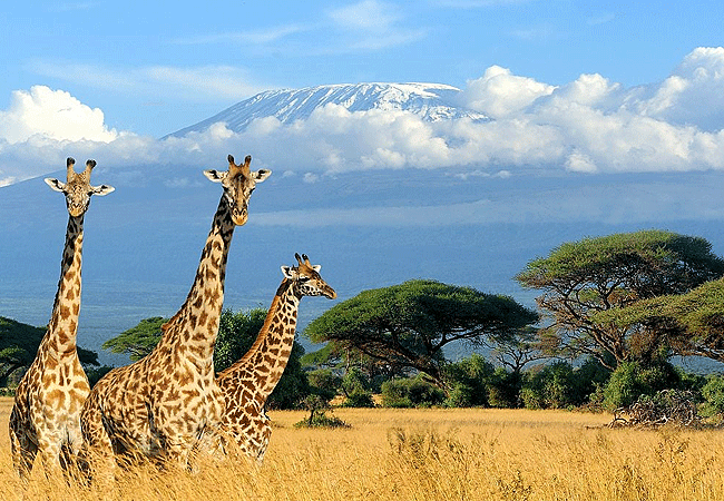 Kibo Villa Amboseli