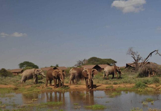 Kilima Safari Camp Amboseli National Park Kenya Safaris