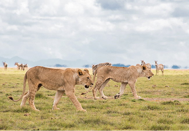 Kilima Safari Camp Amboseli National Park Kenya Safaris
